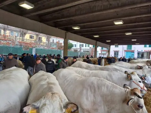 Fiera di Santa Lucia a Ceva: una tradizione che guarda al futuro