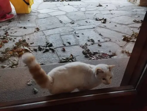 Trovato gatto in via Martiri a Beinette