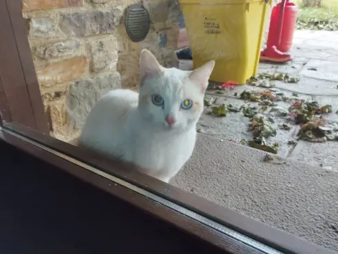 Trovato gatto in via Martiri a Beinette