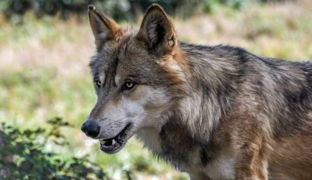 “Bene il bando che risarcisce i danni causati dai lupi agli allevamenti zootecnici”