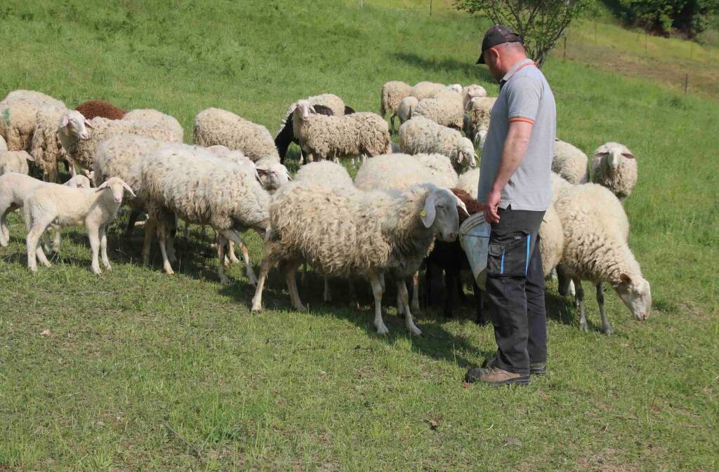 gregge pecore (Foto cia cuneo)