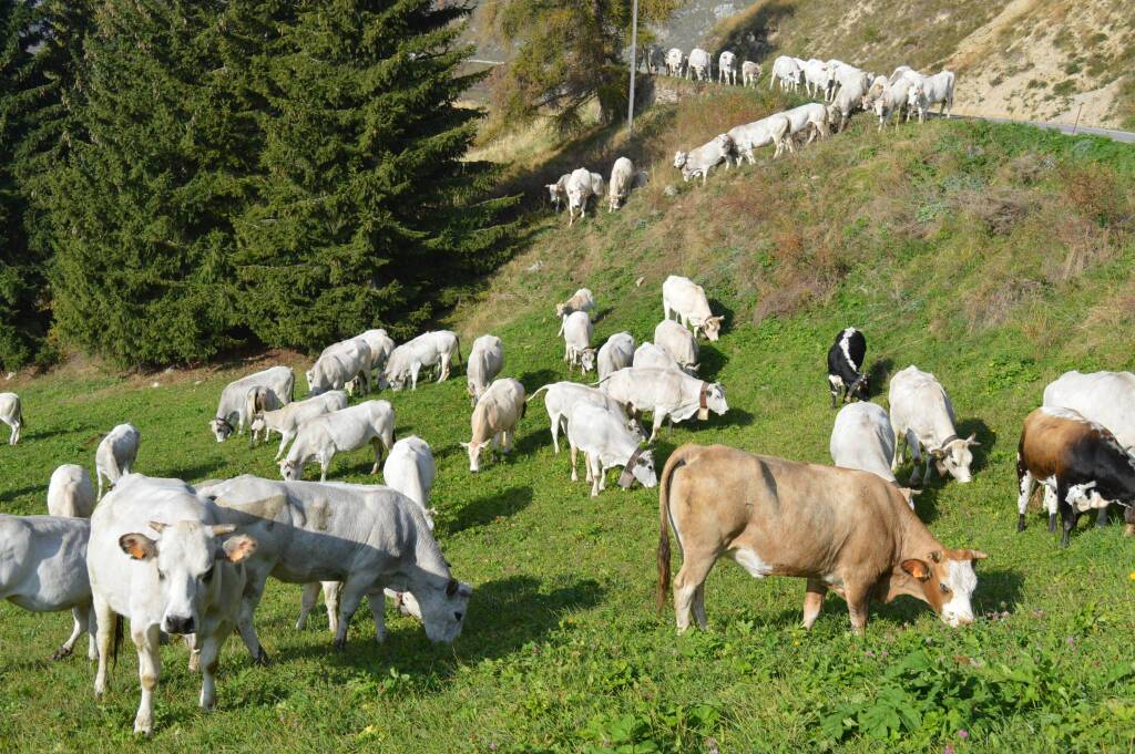 Una mandria di bovini di razza Piemontese in alpeggio (foto Confagricoltura)