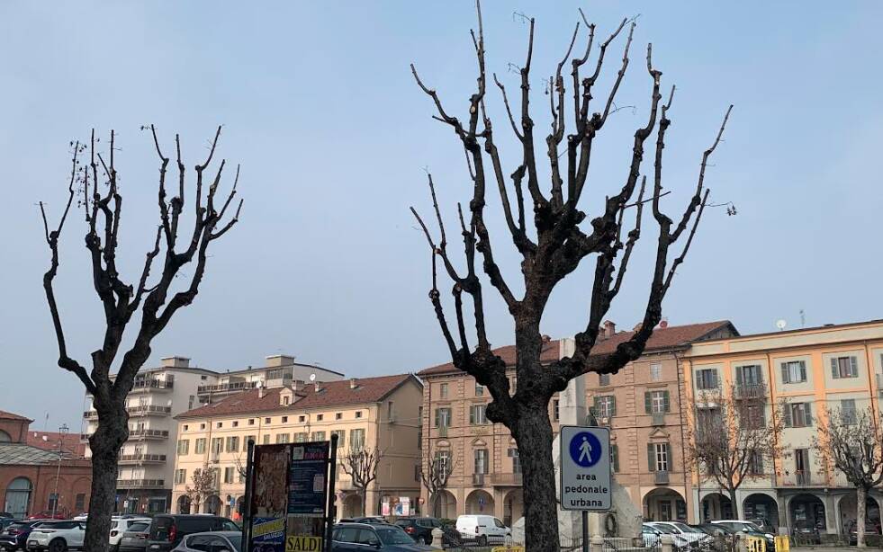 ALBERI potati savigliano