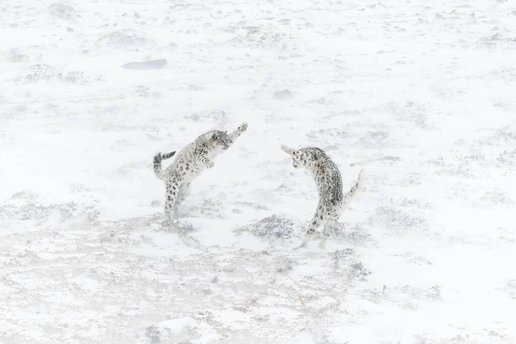 Leopardi delle nevi - Paolo Della Rocca