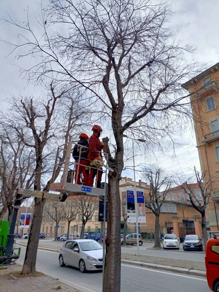 Costante il monitoraggio degli alberi da parte del Comune di Cuneo