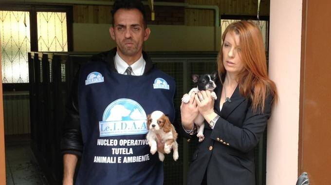 Il commercio di cuccioli di razza: Antonio Colonna replica a Striscia la Notizia