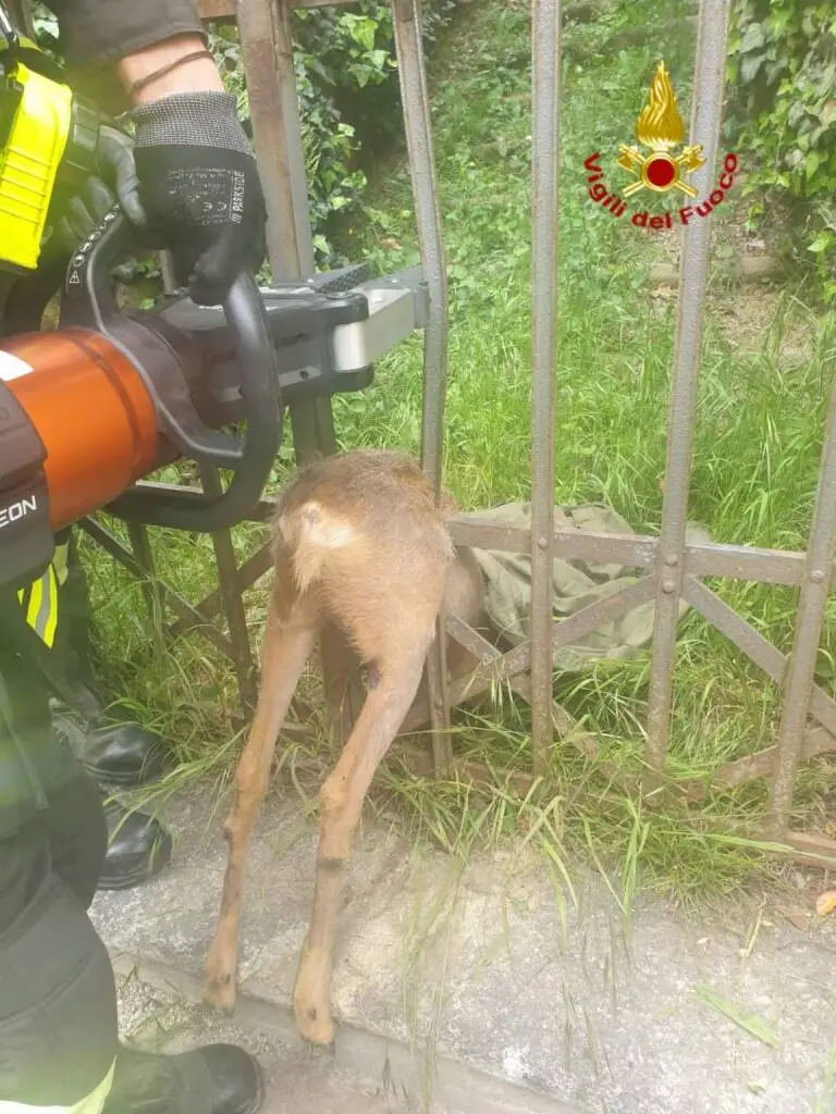 Saluzzo, i Vigili del Fuoco liberano un capriolo incastrato in una recinzione
