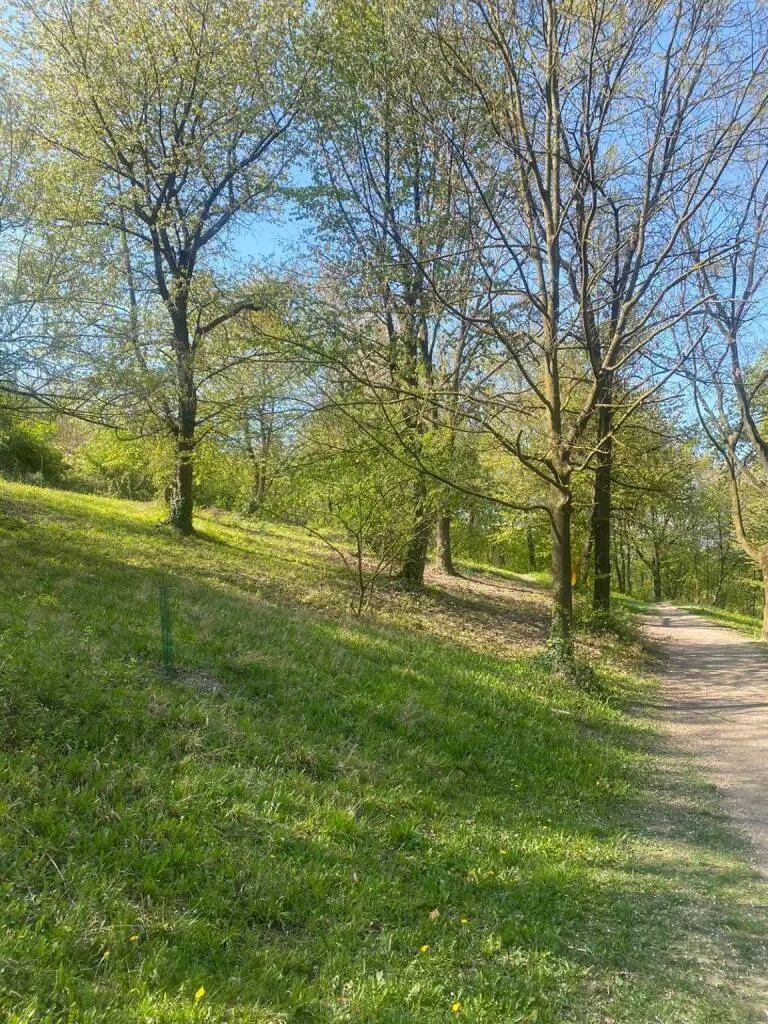 Ad Alba sono iniziati gli interventi di manutenzione sulle alberature cittadine