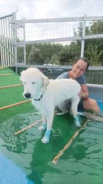 Ad Alba torna “Canile in piscina”