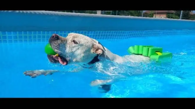 Ad Alba torna “Canile in piscina”