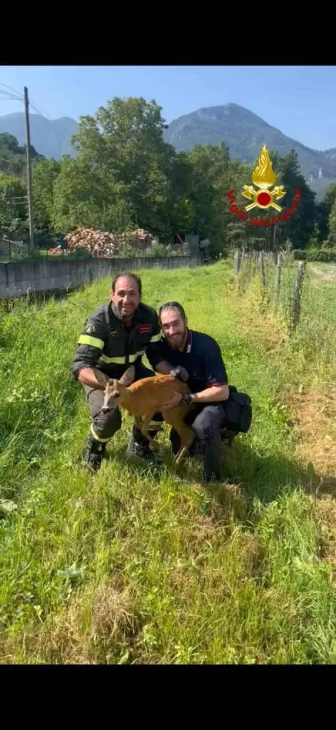 Garessio, vigili del Fuoco e Carabinieri Forestali salvano capriolo