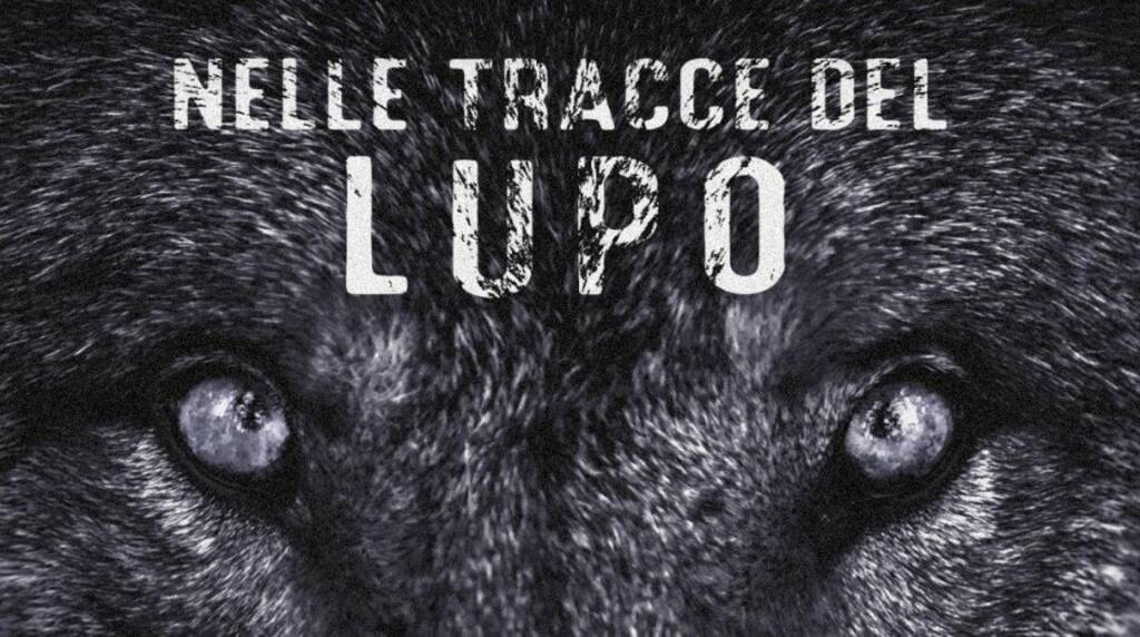 tracce lupo