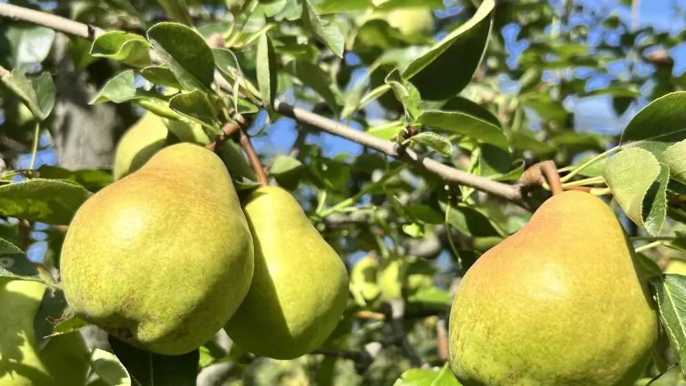 Mele e pere, secondo la Coldiretti buone prospettive per i frutticoltori cuneesi